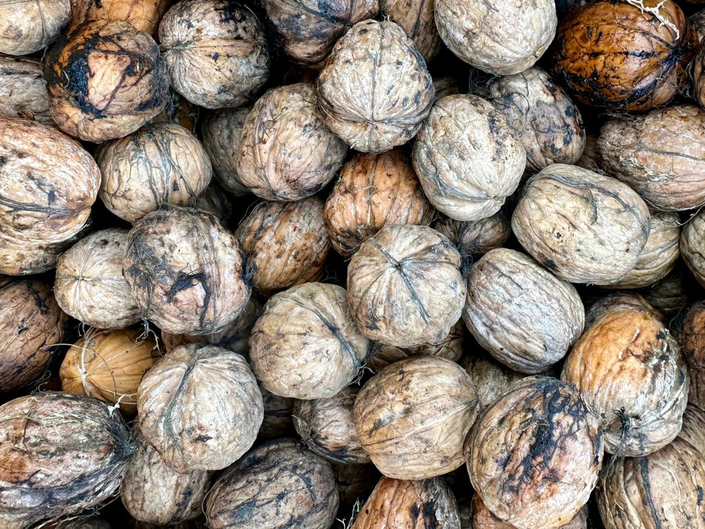 Fresh California Raw Walnut - With Shell, No Skin - 1 Pound ( Gerdoo Tazeh ) - Fresh Nuts - Kalamala - Kalamala