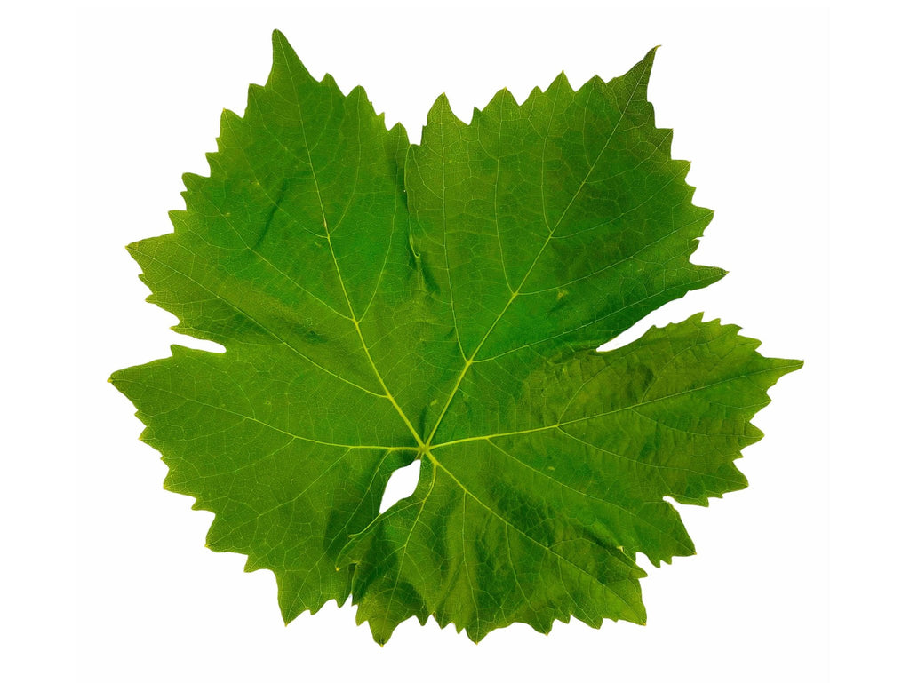 Fresh Grape Leaves 🟦 - 1 Pound ( Barg E Mo, Dolmeh, Dolma ) - Fresh Vegetables - Kalamala - Kalamala